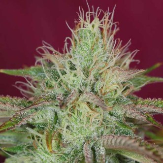 Семена конопли Jamaican Orange Skunk Feminised Silver