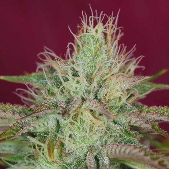 Семена конопли Jamaican Orange Skunk Silver