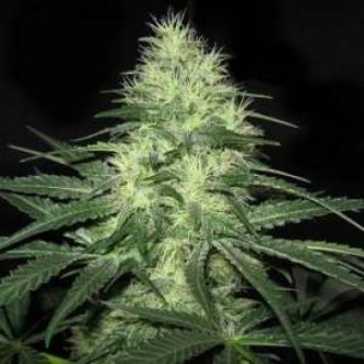 Семена конопли Auto Lowryder2 Silver