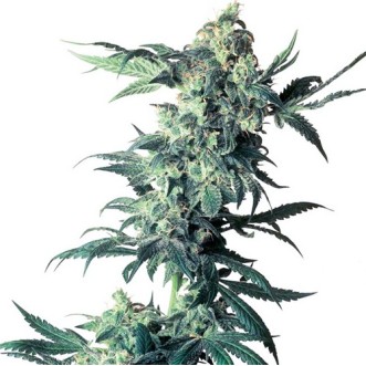 Семена конопли Northern Lights Feminised Silver