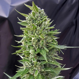 Семена конопли Northern Lights x AK Feminised Silver