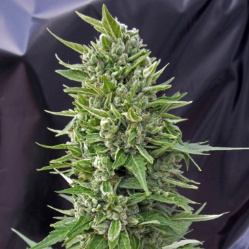Семена конопли Northern Lights x AK Feminised Silver
