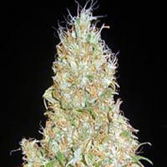 Семена конопли Northern Lights x Chronic Feminised Silver