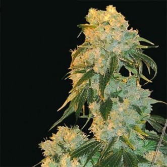 Семена конопли Northern Lights x Skunk Feminised Silver