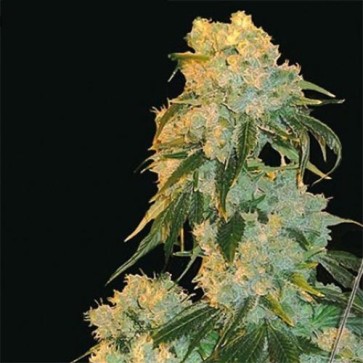 Семена конопли Northern Lights x Skunk Feminised Silver