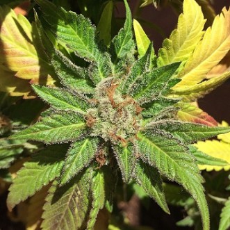 Семена конопли Purest Kush Silver