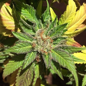 Семена конопли Purest Kush Silver