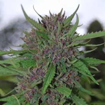 Семена конопли Purple Kush Feminised Silver