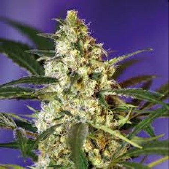 Семена конопли Auto Quick Bud Silver