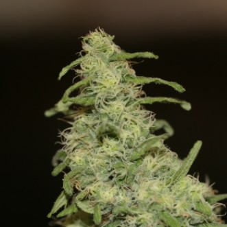 Семена конопли Auto Flower Power Silver