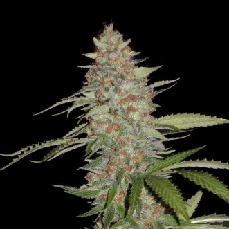 Семена конопли Auto G14 Silver