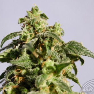 Семена конопли Auto Power Skunk Silver