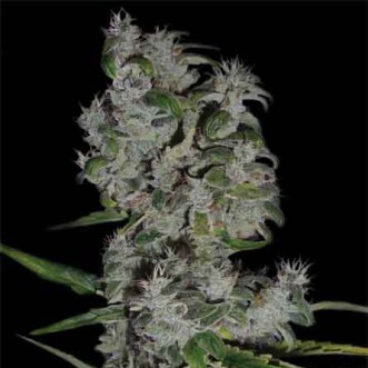 Семена конопли Auto Pyramid Silver