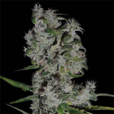 Семена конопли Auto Pyramid Silver
