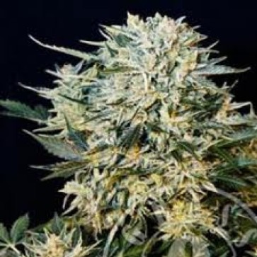 Семена конопли Auto Sugar Gom Silver