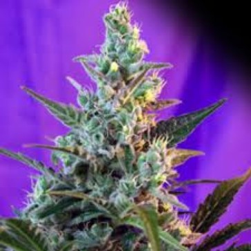 Семена конопли Auto Sugar Skunk Silver