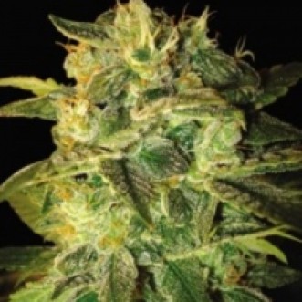 Семена конопли Auto Sweety Mango Silver
