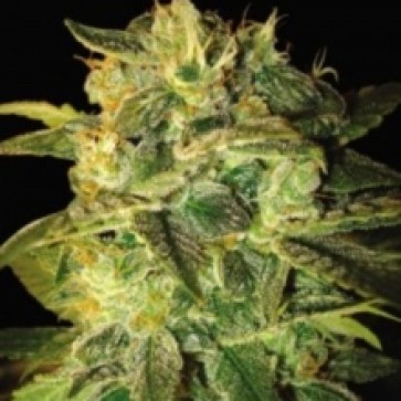 Семена конопли Auto Sweety Mango Silver