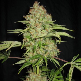 Семена конопли Auto White Russian Silver
