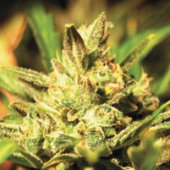 Семена конопли Auto Super Critical 2.0 Silver