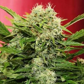 Семена конопли Chronic Ryder Silver