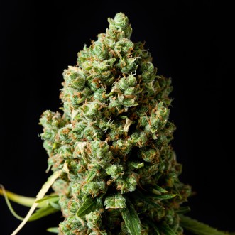Семена конопли Critical Kush Silver