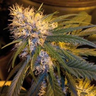 Семена конопли G13 Haze (mr. Nice) Silver