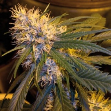 Семена конопли G13 Haze (mr. Nice) Silver
