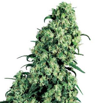 Семена конопли Sensi Skunk x Jamaica Silver