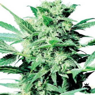 Семена конопли Shiva Skunk Silver