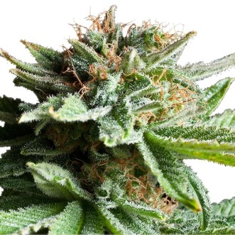 Семена конопли Silver Haze XL Silver