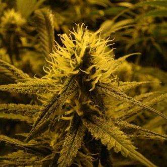 Семена конопли Super Lemon Skunk Silver