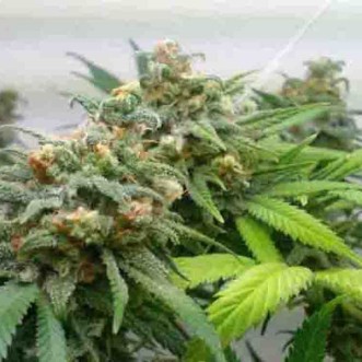 Семена конопли Top Skunk 44 Silver