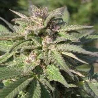 Семена конопли Top Skunk44 x Afgani1 Silver