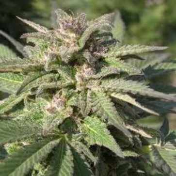 Семена конопли Top Skunk44 x Afgani1 Silver