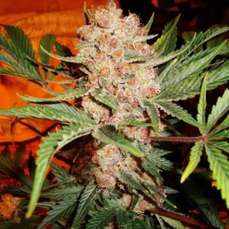 Семена конопли Auto Bubblelicious Silver
