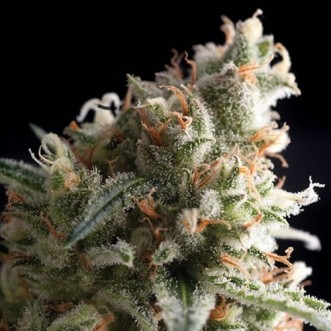 Семена конопли Violator Kush Feminised Silver