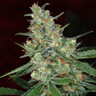 Семена конопли Violator Kush Silver