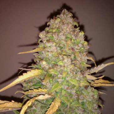 Семена конопли White Russian x White Widow Silver