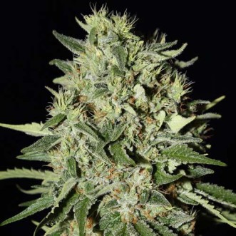 Семена конопли White Widow Silver