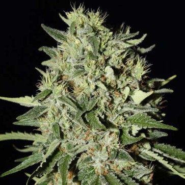Семена конопли White Widow Silver