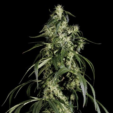 Семена конопли Arjan's Haze 1 Feminised