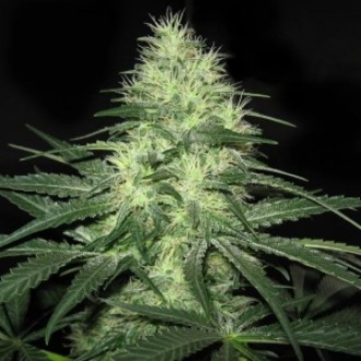Семена конопли Auto White Widow Feminised
