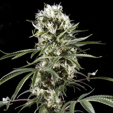 Семена конопли Auto Super Lemon Haze Feminised