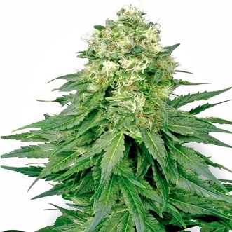 Семена конопли White Widow Feminised