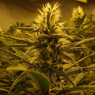 Семена конопли Lemon Skunk Feminised