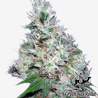 Семена конопли Auto Bubble Gum Feminised