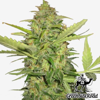 Семена конопли Auto Lemon Skunk Feminised