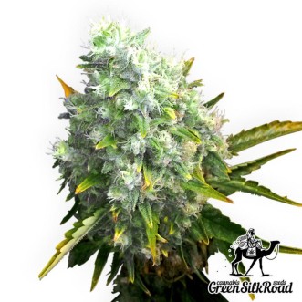 Семена конопли Auto OG Kush Feminised