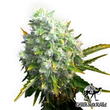 Семена конопли Auto OG Kush Feminised